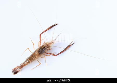 Macrobrachium Nipponense, Garnelen. Eingeführte Arten Denisovo, Oblast Rjasan, Pronsky Bereich. Russland Stockfoto