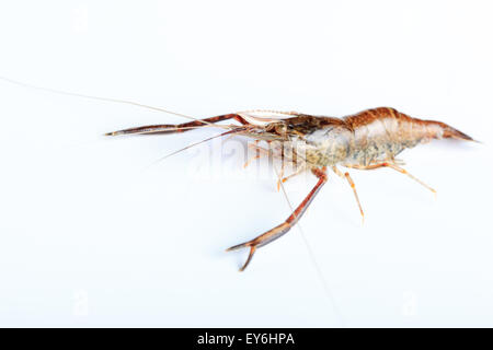 Macrobrachium Nipponense, Garnelen. Eingeführte Arten Denisovo, Oblast Rjasan, Pronsky Bereich. Russland Stockfoto