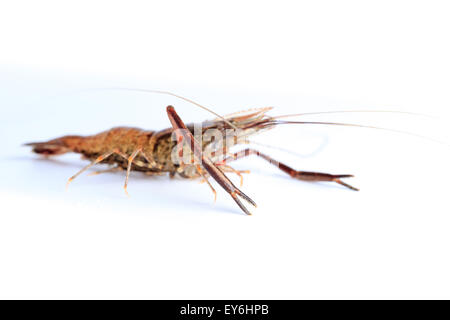 Macrobrachium Nipponense, Garnelen. Eingeführte Arten Denisovo, Oblast Rjasan, Pronsky Bereich. Russland Stockfoto