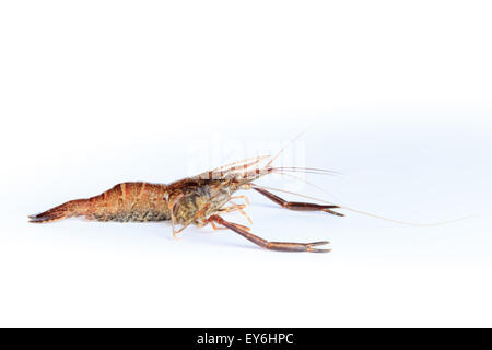 Macrobrachium Nipponense, Garnelen. Eingeführte Arten Denisovo, Oblast Rjasan, Pronsky Bereich. Russland Stockfoto