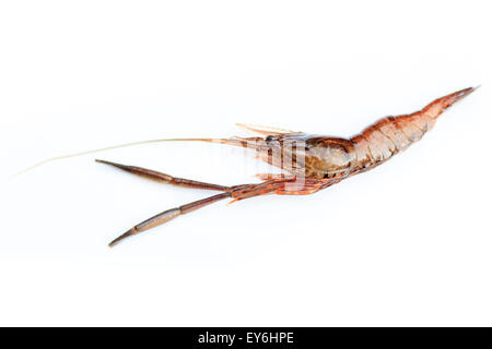 Macrobrachium Nipponense, Garnelen. Eingeführte Arten Denisovo, Oblast Rjasan, Pronsky Bereich. Russland Stockfoto