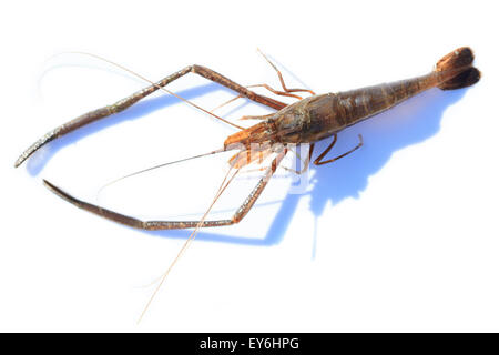 Macrobrachium Nipponense, Garnelen. Eingeführte Arten Denisovo, Oblast Rjasan, Pronsky Bereich. Russland Stockfoto