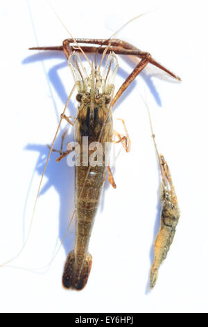 Macrobrachium Nipponense, Garnelen. Eingeführte Arten Denisovo, Oblast Rjasan, Pronsky Bereich. Russland Stockfoto