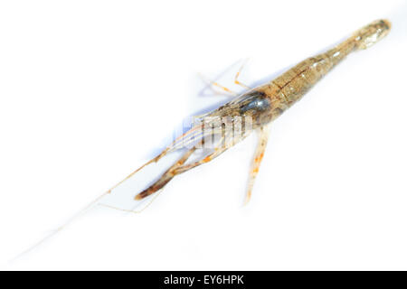 Macrobrachium Nipponense, Garnelen. Eingeführte Arten Denisovo, Oblast Rjasan, Pronsky Bereich. Russland Stockfoto