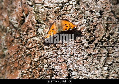 Nymphalis Vaualbum, Compton Schildpatt Schmetterling Stockfoto