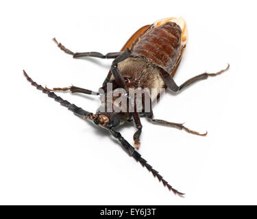Prionus Coriarius, Sägen Käfer. Weiblich Stockfoto