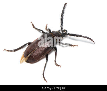 Prionus Coriarius, Sägen Käfer. Weiblich Stockfoto