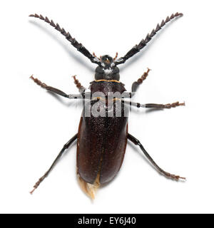 Prionus Coriarius, Sägen Käfer. Weiblich Stockfoto