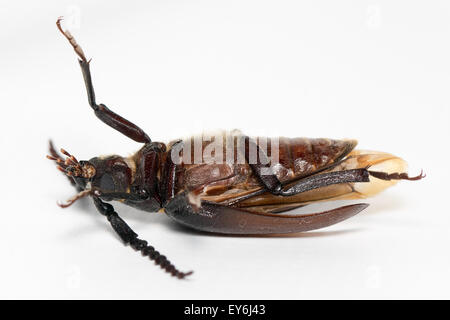 Prionus Coriarius, Sägen Käfer. Weiblich Stockfoto