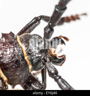 Prionus Coriarius, Sägen Käfer. Weiblich Stockfoto