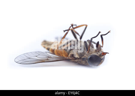 Tabanus Bovinus, blasse Riesen Pferdefliege.  Denisovo. Oblast Rjasan, Pronsky Bereich. Russland. Stockfoto