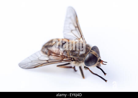 Tabanus Bovinus, blasse Riesen Pferdefliege.  Denisovo. Oblast Rjasan, Pronsky Bereich. Russland. Stockfoto