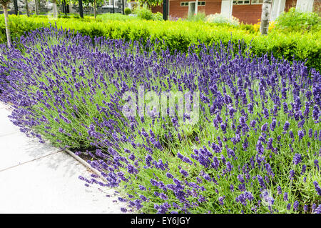 Lavendel Pflanzen in Blüte in einem formalen Garten Stockfoto