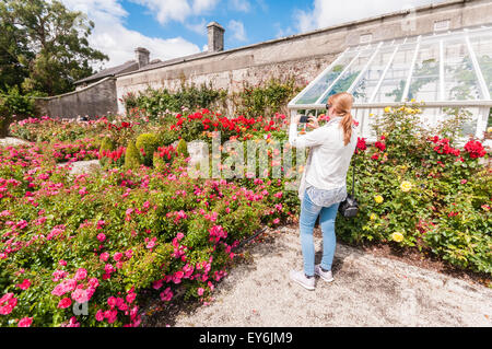 Frau nimmt eine Photogaph von Blumen in einem Rosengarten mit ihrem smartphone Stockfoto