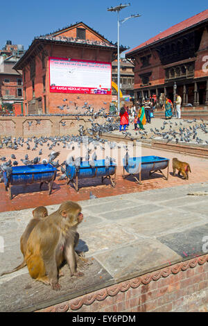 Rhesus-Makaken-Affen und Tauben im Pashupatinath Tempel in Kathmandu Stockfoto