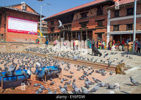 Rhesus-Makaken-Affen und Tauben im Pashupatinath Tempel in Kathmandu Stockfoto