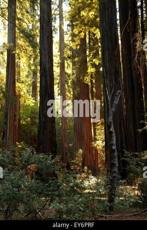 Die Baumriesen entlang der Avenue of Giants im Humboldt Redwoods State Park, Humboldt, Northern California. Stockfoto