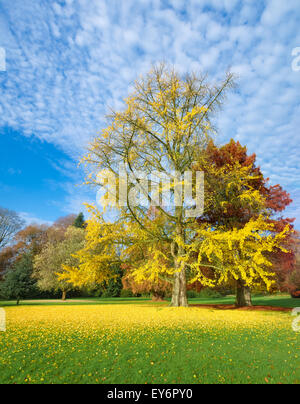 Ginkgo-Baum oder japanische Walnuss Baum in gelben Herbstfarben Stockfoto