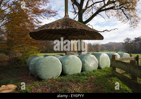 in Plastik eingewickelt Heuballen unter einem Reed-Schutz Stockfoto