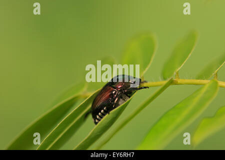 Japanische Käfer (Popillia Japonica) auf Blatt. Stockfoto