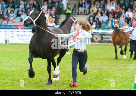 Llanelwedd, Powys, UK. 22. Juli 2015. Welsh Cobs konkurrieren in den Main-Ring am dritten Tag der Show. Die Royal Welsh Show wird als der größte & renommiertesten Veranstaltung ihrer Art in Europa gefeiert. Mehr als 200.000 Besucher erwartet diese Woche über die viertägige Show Zeitraum - 2014 sahen 237.694 Besucher, 1.033 Alpakas & ein Datensatz 7.959 Vieh Aussteller. Die erste show jemals war bei Aberystwyth in 1904 und zog 442 Vieh Einträge. Bildnachweis: Graham M. Lawrence/Alamy Live-Nachrichten. Stockfoto