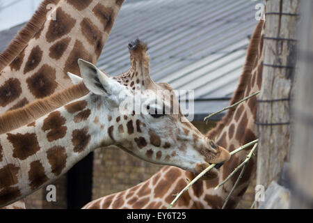 Junge Giraffe füttern Stockfoto