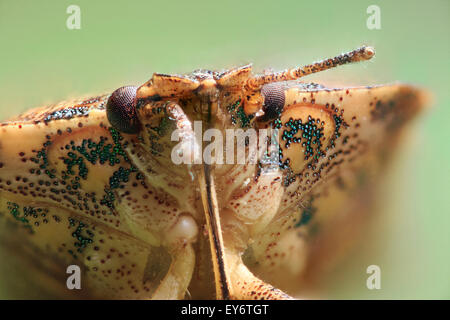 (Halyomorpha Halys) Braun Marmorated stinken Bug Nahaufnahme. Stockfoto