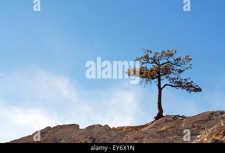 Ein einsamer Pinyon-Baum auf weißem Sandstein im Garten der Götter. Der Garten der Götter ist eines der beliebtesten Parks der Stadt in den Vereinigten Staaten und bietet urban Wandern, Klettern, Reiten und Radfahren in nur wenigen Minuten die Stadt Colorado Springs, Colorado. Stockfoto