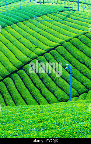 Grüner Tee-Plantagen, Chabatake, in Shizuoka, Japan Stockfoto