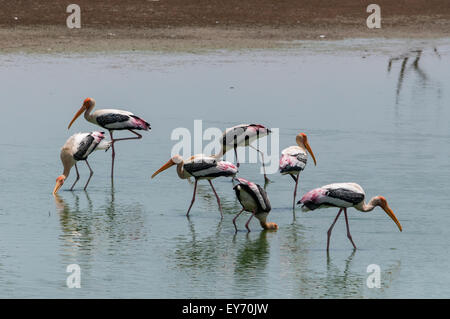 Bemalte Störche (Mycteria Leucocephala) Stockfoto