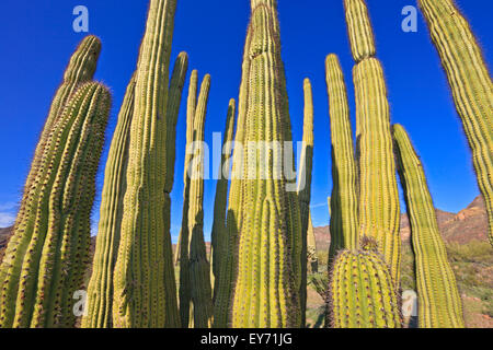 Organ Pipe Cactus, Stenocereus Thurberi, Organ Pipe National Monument, Arizona, USA Stockfoto