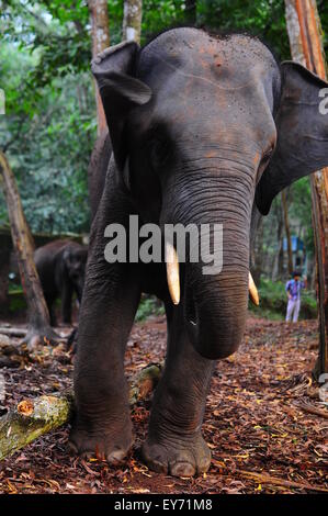 Elefant Sanktuarios Neyyar dam, Kerala, Südindien Stockfoto