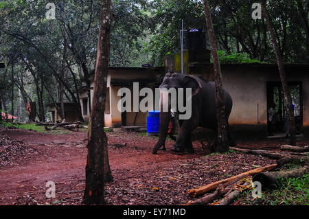 Elefant Sanktuarios Neyyar dam, Kerala, Südindien Stockfoto