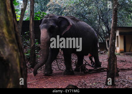 Elefant Sanktuarios Neyyar dam, Kerala, Südindien Stockfoto