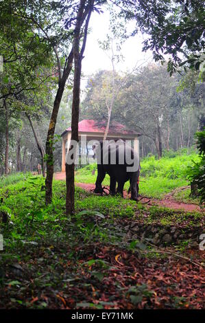 Elefant Sanktuarios Neyyar dam, Kerala, Südindien Stockfoto