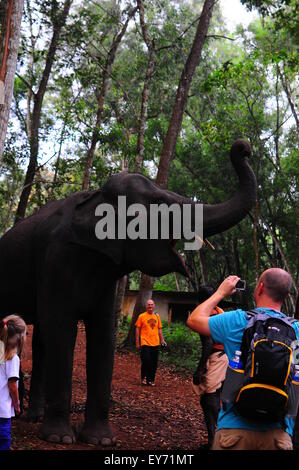 Elefant Sanktuarios Neyyar dam, Kerala, Südindien Stockfoto