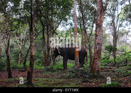 Elefant Sanktuarios Neyyar dam, Kerala, Südindien Stockfoto