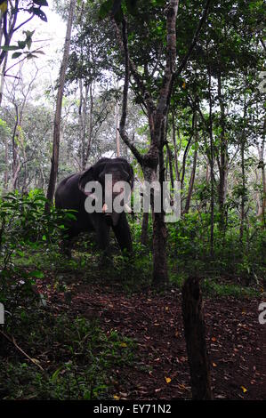 Elefant Sanktuarios Neyyar dam, Kerala, Südindien Stockfoto