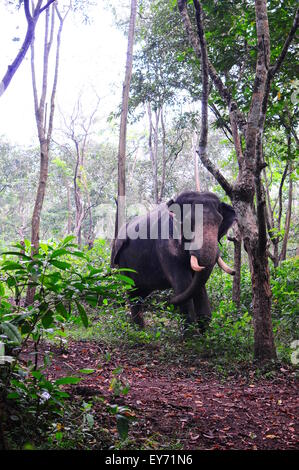 Elefant Sanktuarios Neyyar dam, Kerala, Südindien Stockfoto