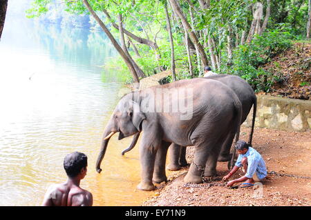 Elefant Sanktuarios Neyyar dam, Kerala, Südindien Stockfoto