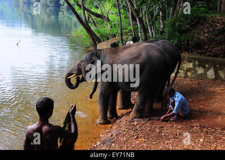 Elefant Sanktuarios Neyyar dam, Kerala, Südindien Stockfoto