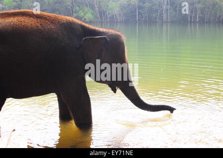 Elefant Sanktuarios Neyyar dam, Kerala, Südindien Stockfoto