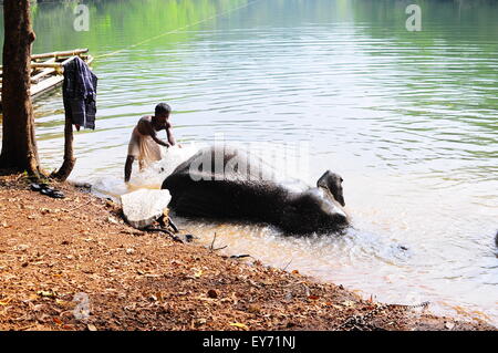 Elefant Sanktuarios Neyyar dam, Kerala, Südindien Stockfoto