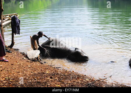 Elefant Sanktuarios Neyyar dam, Kerala, Südindien Stockfoto