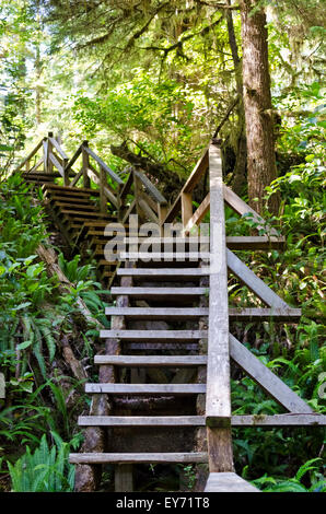 Hölzerne Treppe auf einem Wanderweg durch den gemäßigten Regenwald an der Küste in der Nähe von Long Beach und Tofino, in British Columbia, Kanada. Stockfoto