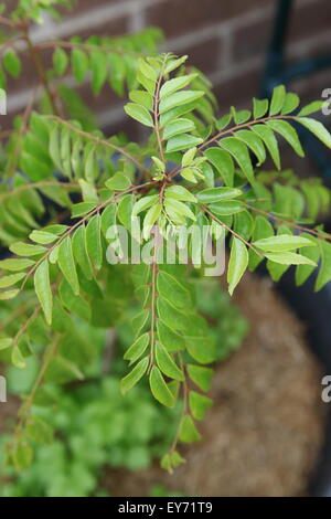 Curry-Pflanze - Murraya Koenigii Sämling Stockfoto