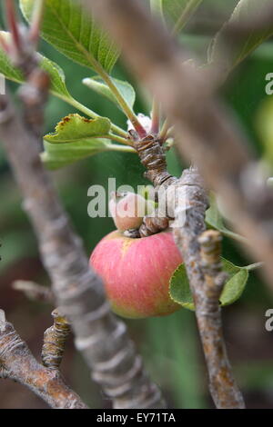 Junge Apfelanbaus an einem Baum Stockfoto