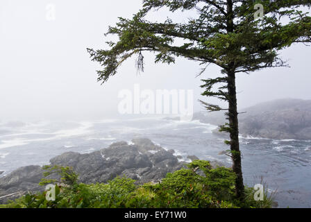 Neblig Felsenküste mit Baum auf der Wild Pacific Trail, in der Nähe von Ucluelet auf Vancouver Island, British Columbia, Kanada. Stockfoto