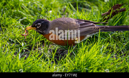 Eine Robin findet eine Wurm in einem Park in Seattle Stockfoto