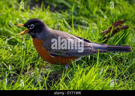 Ein Rotkehlchen frühstückt, in einem Park in Seattle Stockfoto